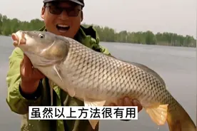 野钓鲤鱼1到20斤，最适合的2种鱼钩构型，提竿中鱼率100%不跑鱼！视频封面