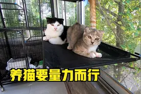 农村家庭养了12只猫，网友以为家里有矿，其实是反面教材