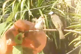 为教会幼鸟捕食，白头翁“夫妻”花样演戏精！