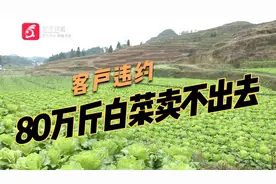客户违约，80万斤白菜滞销，种植户心急如焚视频封面