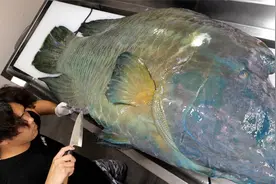 国外小伙搞到巨型苏眉鱼，体型接近100多斤稀罕货，被切割生鱼片