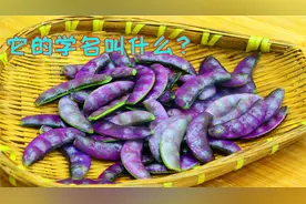 四川这种蔬菜吃了几十年，却不知道它的学名，只知道这样炒特好吃