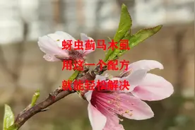 防治蚜虫白粉虱蓟马，用这一个小配方，就能轻松解决视频封面