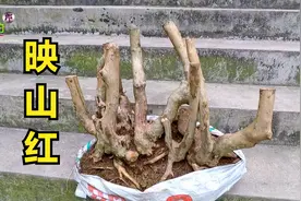 7月的夏天栽映山红树桩，虽然能成活，但是第二年4月肯定看不到花视频封面