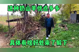 带大家了解下关中奶山羊，体型大产仔多，产奶量高抗病强还耐粗养视频封面