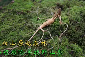 长白山原始森林采挖野山参，进山七天终于寻得五匹叶野山参视频封面