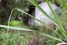 在四川简阳山里发现一座无人小庙，外面被荒草掩盖，里面供满神像视频封面