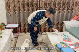 小法斗拆家能力到底多强？家里一片狼藉，主人看到现场瞬间崩溃。