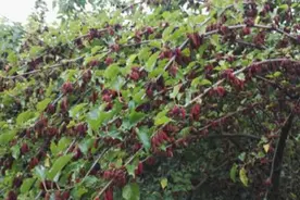 石家庄周末好去处：桑葚满枝头 采摘正当时视频封面