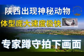 陕西出现神秘动物，体型庞大速度极快，专家蹲守拍下画面