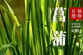 菖蒲：为什么端午时节会把它挂在门上呢？它又为何与端午有关呢？视频封面