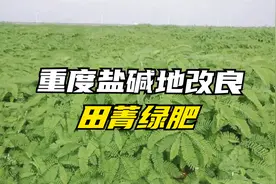 田菁绿肥，来改良荒地盐碱土壤，简单方便，以田养田！