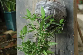 倒种辣椒，因为好奇，所以尝试，结果效果“出乎意料”