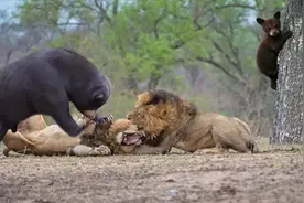 四百斤黑熊大战狮子，王者对决拼个你死我活，打的狮子落荒而逃视频封面