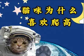 猫咪为什么喜欢爬高？宠物专家告诉你原因！