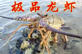 大潮退后涂滩海鲜聚群，乡仔逮到最贵300一斤极品龙虾，发财了视频封面