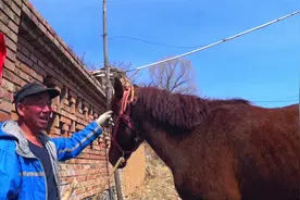 张家口农村大爷养马当宠物，梳毛铲粪筛草遛马成了他的日常视频封面