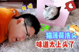 保鲜膜封住猫的去路，猫会撞上去吗？再用猫薄荷洗头，猫：太香了