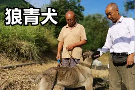 陕西大叔隐居秦岭大山，养几十条土狗两条狼青犬，摩托车运水吃视频封面
