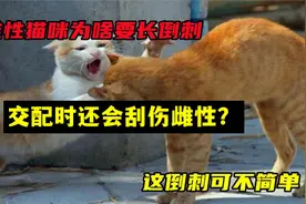 雄性猫咪为啥要长倒刺，在交配时还会刮伤雌性？这倒刺什么来头？视频封面