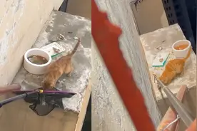 太惊险！猫咪被困34层高楼1个月，好心市民花费数小时设法营救视频封面