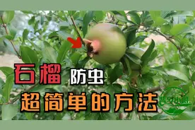 石榴生虫该怎么来防治虫害？不用喷农药方法很简单，效果杠杠的视频封面