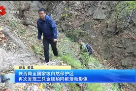 陕西周至国家级自然保护区 再次发现三只金钱豹同框活动影像视频封面