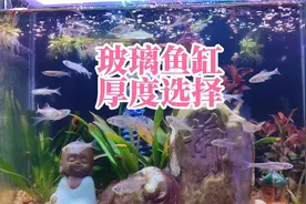 鱼缸玻璃厚度怎么选择？不同尺寸超白鱼缸热弯缸玻璃厚度选择建议视频封面