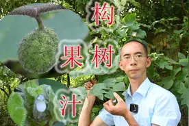 常见构树又名楮桃，果与花穗可吃，汁液收集10毫升60元
