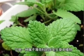 猫薄荷：一种让猫咪欢乐的神奇植物视频封面