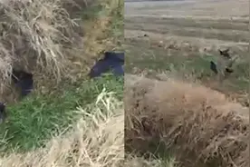 安徽一农田现大量死亡乌鸦，当地政府：疑乌鸦偷食地里拌药的种子