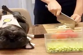 家里的斗牛犬犯错误，被主人放在切菜桌上，狗狗吓得瑟瑟发抖！视频封面