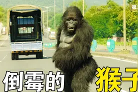 这是我见过最倒霉的大猩猩，在公路上骑着28杠，追货车司机视频封面