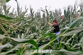 农民靠天吃饭，一场突来的狂风暴雨把地里庄稼全部刮倒，太惨了视频封面