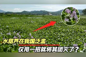 水葫芦有何危害？原来在我国泛滥成灾，为何现在却很少看到？