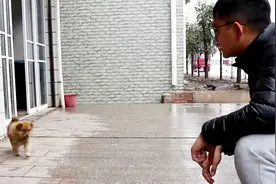 这小狗又帅又可爱！胖嘟嘟但就是好看，让人忍不住想盘它