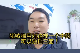 猪咳喘用好这个中药就可以独挡“三面”！事半功倍！视频封面