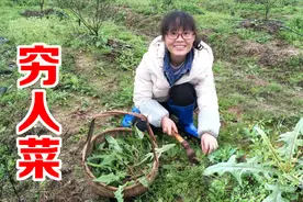 农村常见的苦荬菜，常被用来喂鸡鸭，实际营养价值很多人都不知道视频封面