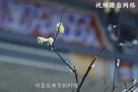古人为何称“梅兰竹菊”为四君子？惊艳千年，它们究竟有何魅力？视频封面