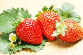 如何识别打了膨大剂的草莓？内行人：认准这3处，一看一个准！