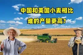 美国小麦一亩能产多少斤？和我们相比有哪些差距，结合地图了解下视频封面