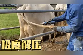 牛尾剃毛，一刀一个！全是杂毛的牛尾巴，剃完好清爽！视频封面