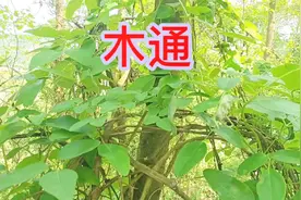 八月炸原来就是著名的中药材三叶木通，功能还这么强大，又学到了