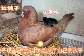 历经21天，鸽子成功孵化出一只小黑鸡，小伙却变得既高兴又发愁