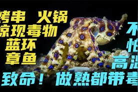 吃货和死神擦嘴而过？烧烤火锅都惊现毒物-蓝环章鱼 熟透了都有毒视频封面