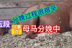 第五段，母马分娩中，全程一镜到底视频封面