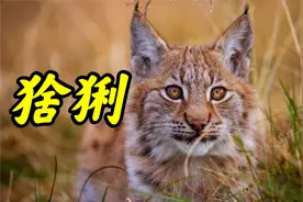 禁养猫科动物五虎上将第四弹，猞猁
