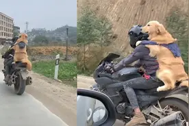 男子驮狗子回家过年，骑摩托行驶300公里，狗子后座“紧抱”主人视频封面