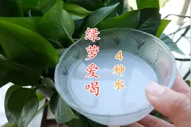 原来绿萝爱喝这4种水，隔几天浇一次，绿萝越长越旺停不住视频封面