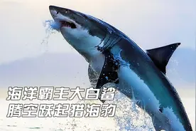 海洋霸主大白鲨，身长可达6米体重两千公斤，能腾空跃起猎捕海豹视频封面